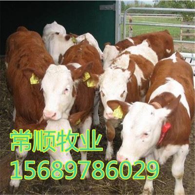 嘉祥縣嘉祥鎮家才經銷點 散養肉牛西門塔爾牛、夏洛萊小牛犢與魯西黃牛養殖效益分析