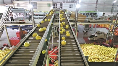 新電商迎“豐收節”助力農產品產業升級與加工轉型