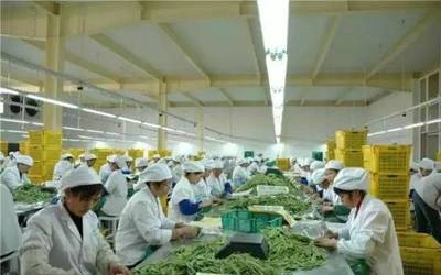 解鎖鄉村財富密碼 6大農產品加工項目蘊藏巨大商機